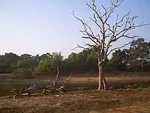 A dead tree by a body of water