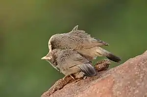 Allopreening in yellow-billed babbler.