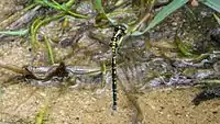 Female is ovipositing, laying her eggs in a shallow stream