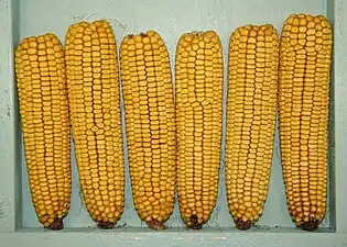 Mature maize ears