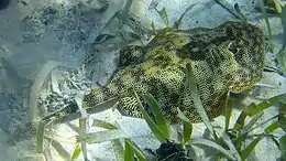 A dark green ray with minute yellow lines, lying on sand amongst scattered seagrass