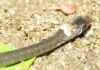 The young have a white patch on the nape