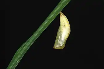 Chrysalis