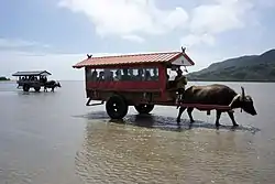 Tourists on traditional buffalo carts arrive at Yubu Island in Taketomi Town, Yaeyama District, Okinawa Prefecture.