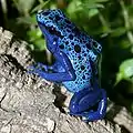 Blue poison dart frog