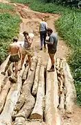 Log bridge in Zaire, made of multiple parallel logs