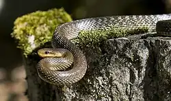 Aesculapian snake (Zamenis longissimus)