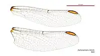 Male wings