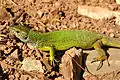 A lizard is in a lithoidal quarry near-by a natural boundary «Virlyska» on the western fence surrounding village.