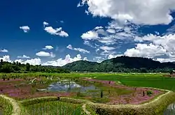 Paddy fields near Ziro