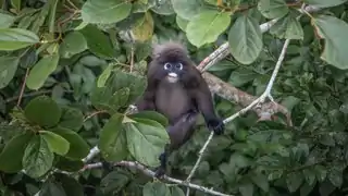 Dusky Langur (Trachypithecus obscurus)